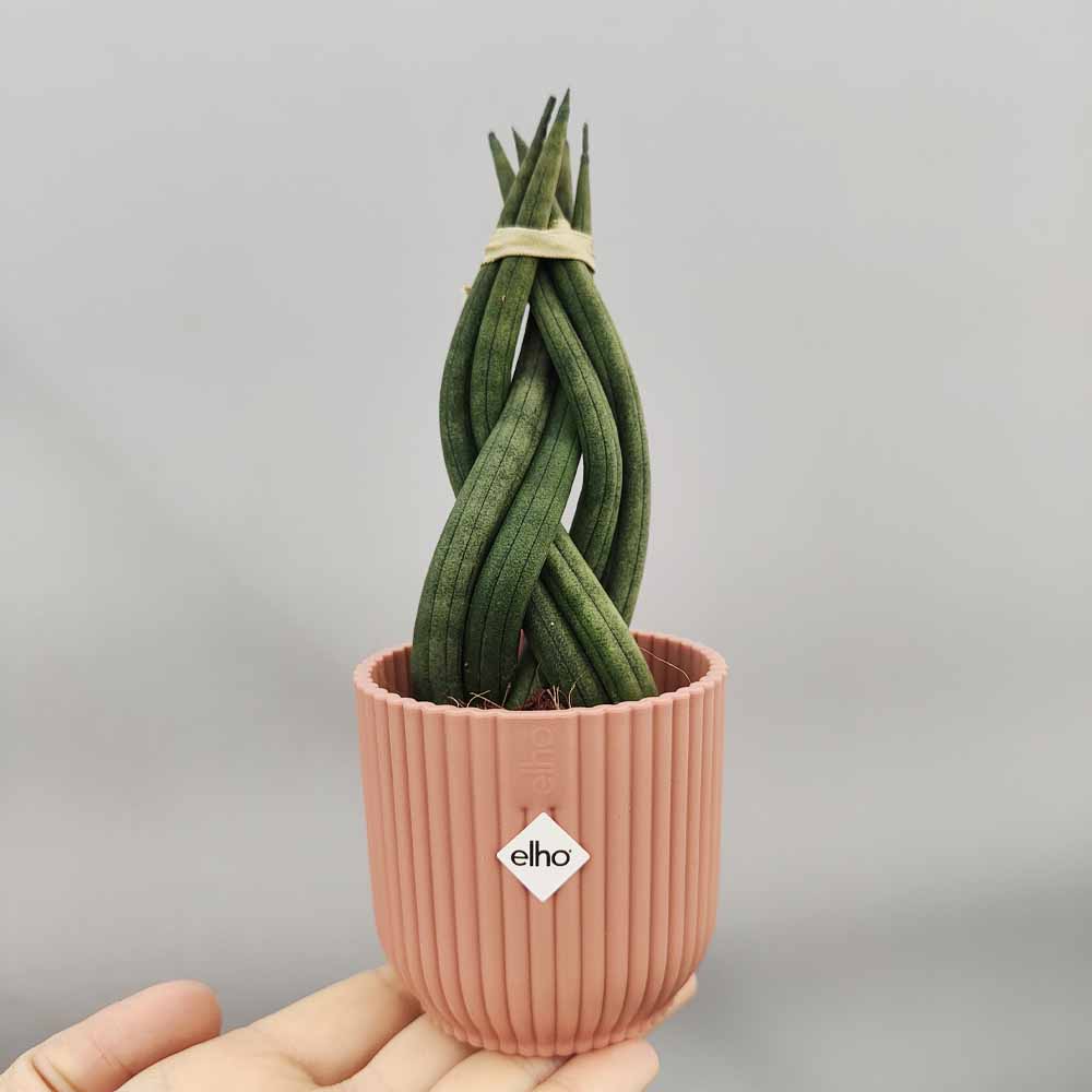 sansevieria intrecciata rosa