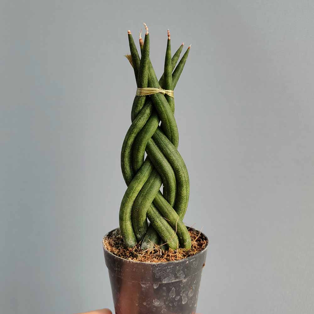 sansevieria twister