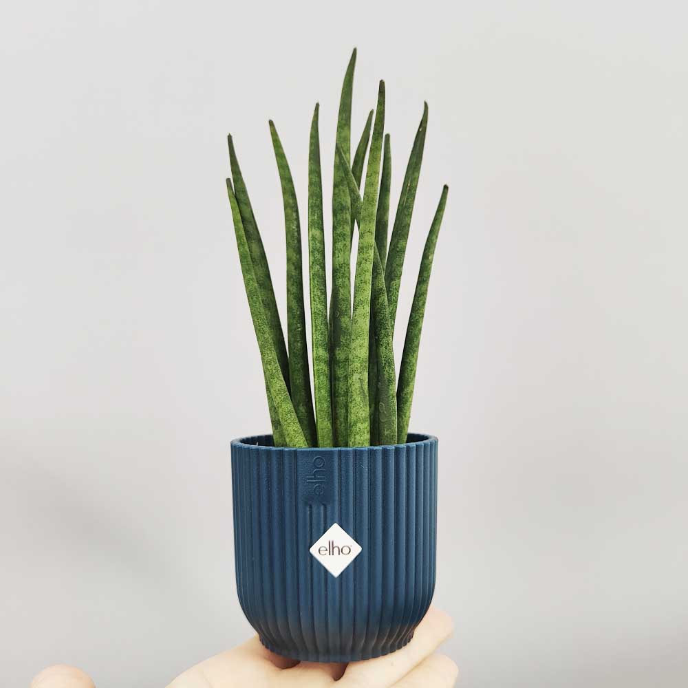sansevieria mikado decor blu