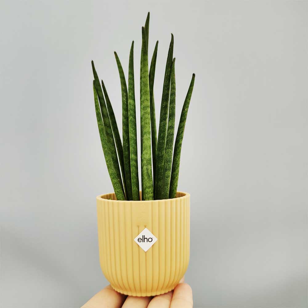 sansevieria mikado decor giallo
