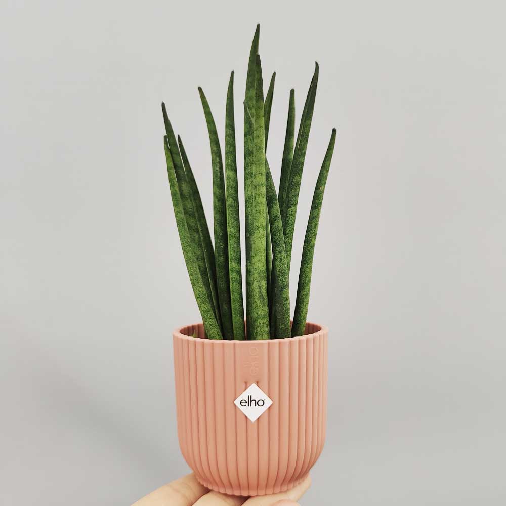 sansevieria mikado decor rosa