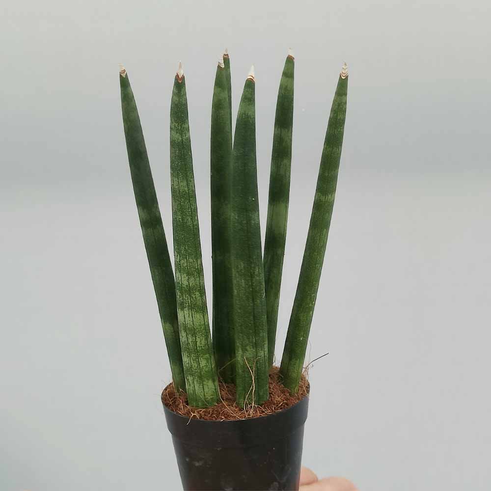 sansevieria mikado