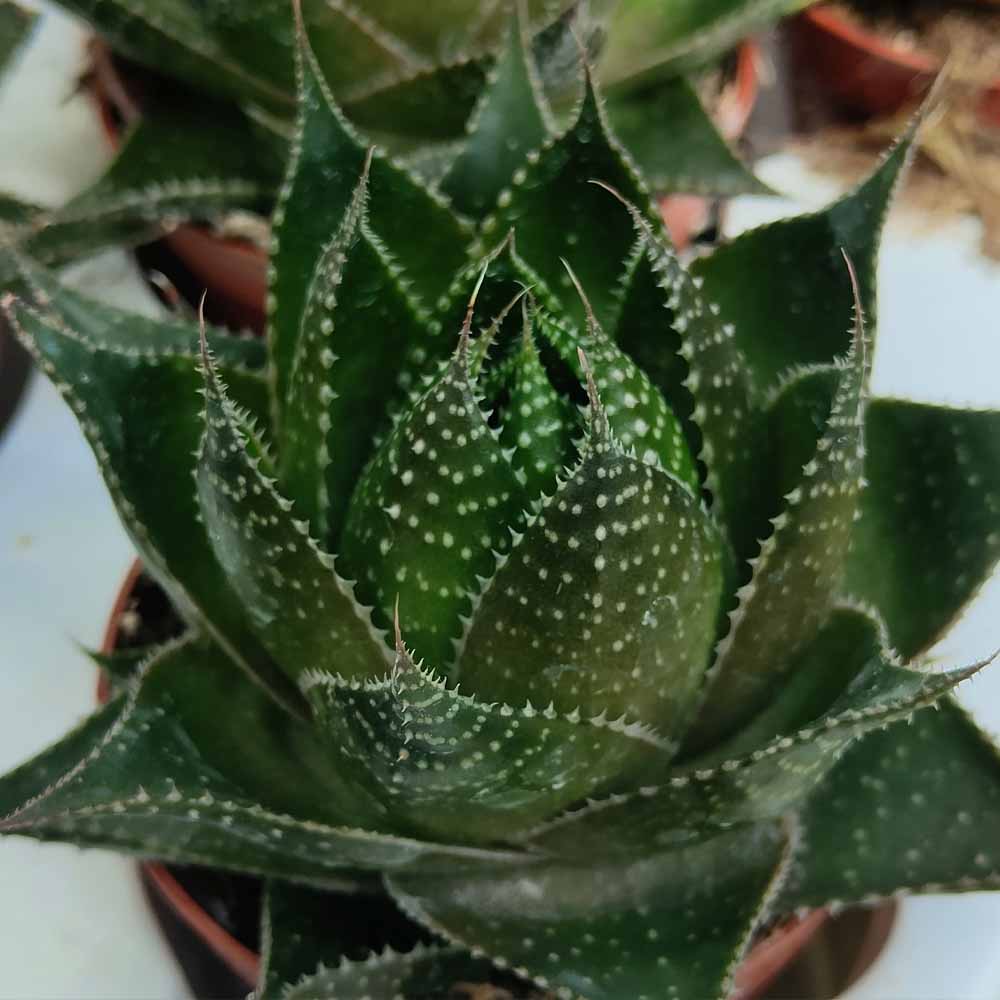aloe cosmo pianta