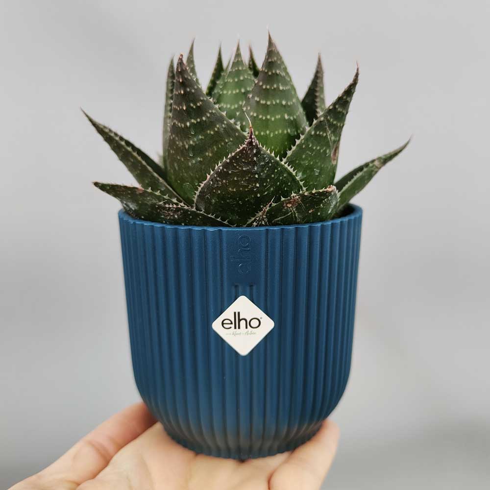 aloe cosmo vaso blud