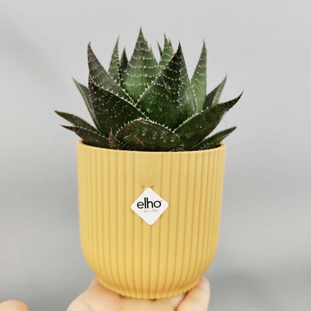 aloe cosmo vaso giallo