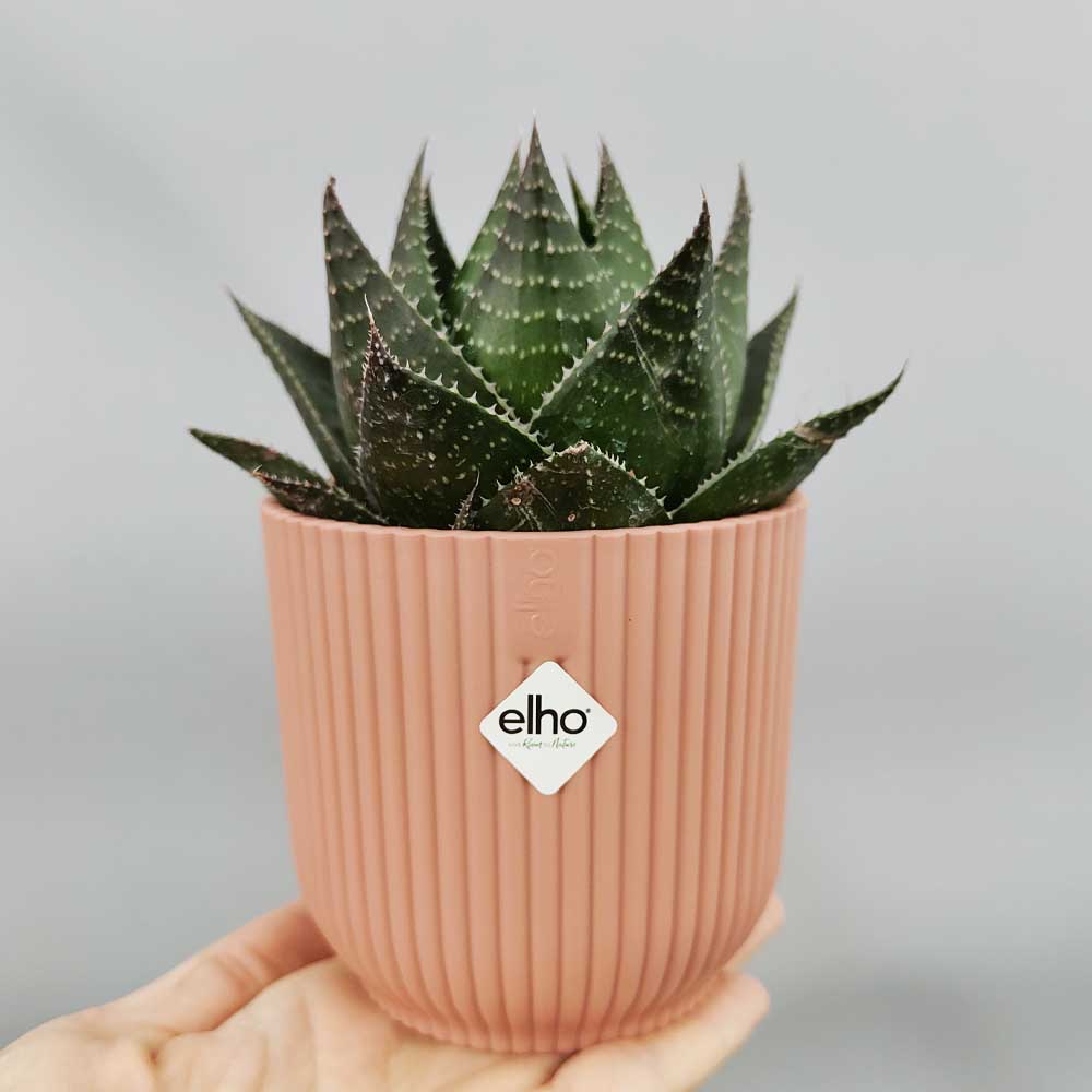 aloe cosmo vaso rosa