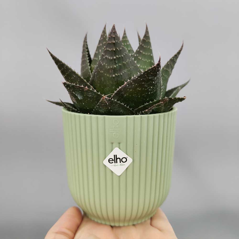 aloe cosmo vaso verde