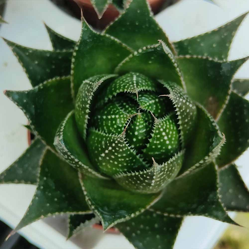 aloe cosmo