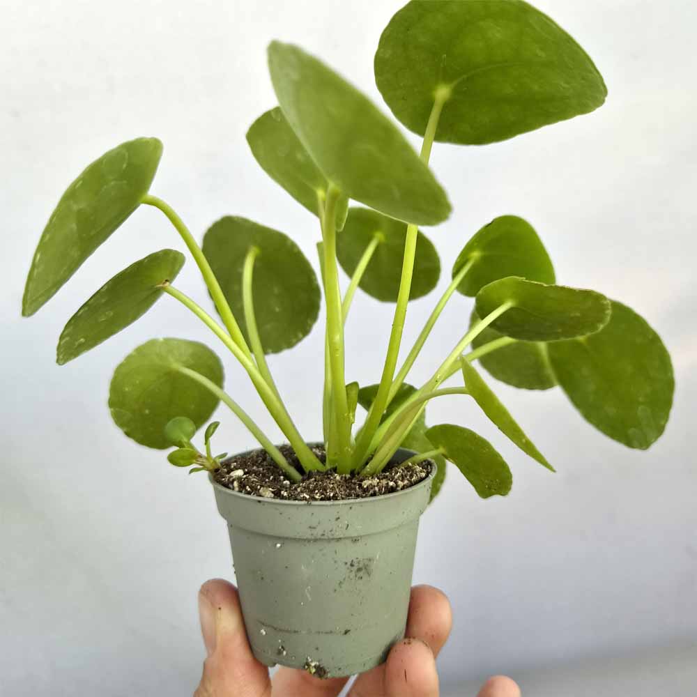 pilea baby pianta