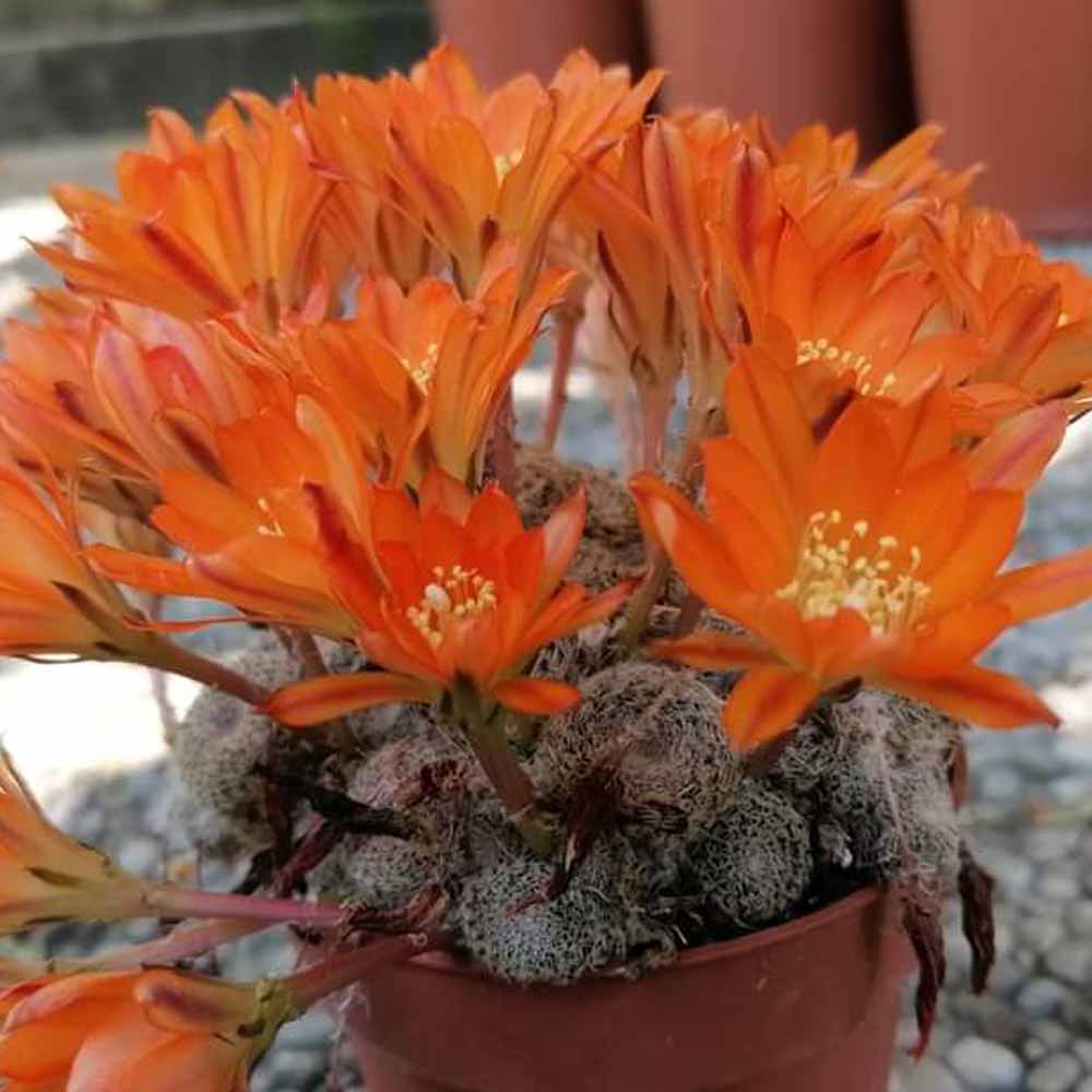 sulcorebutia heliosa