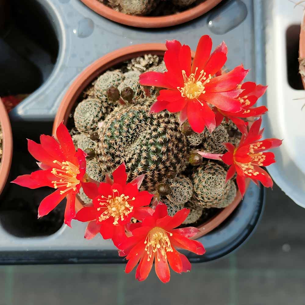 sulcorebutia x taratensis