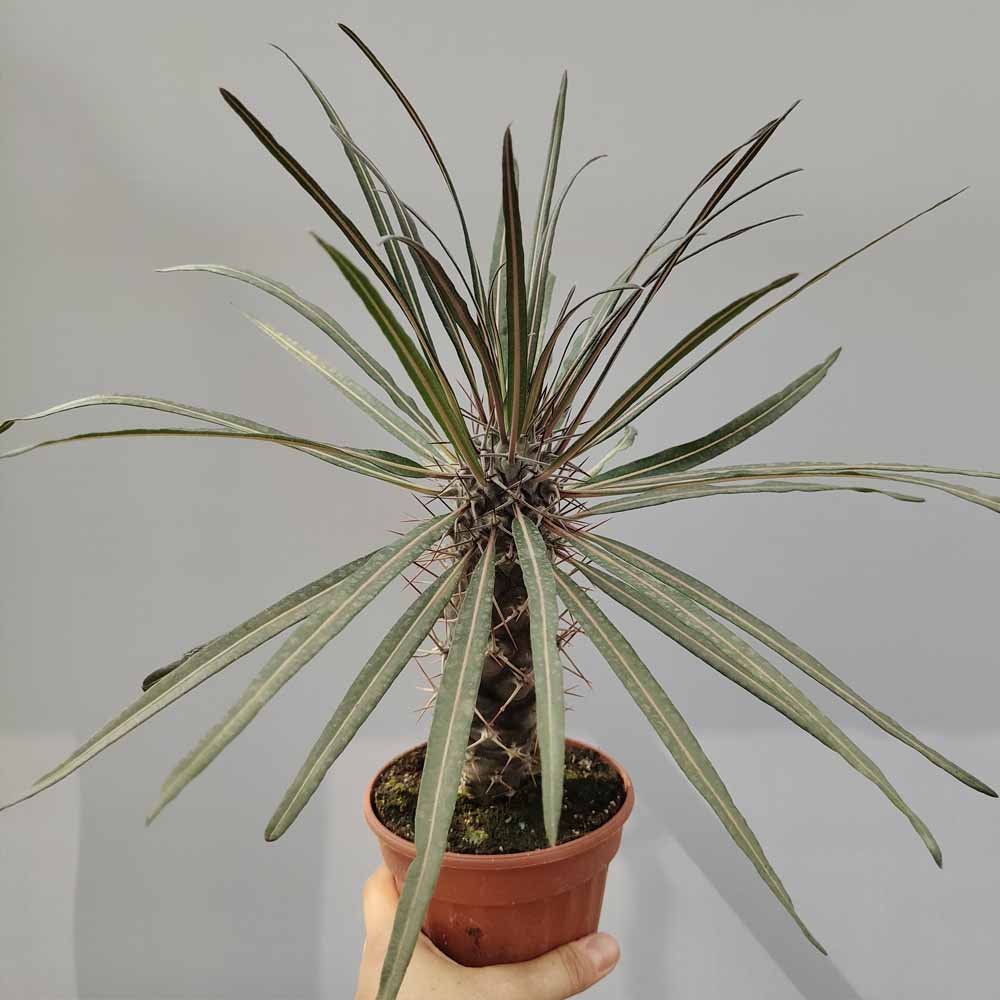 pachypodium geayi