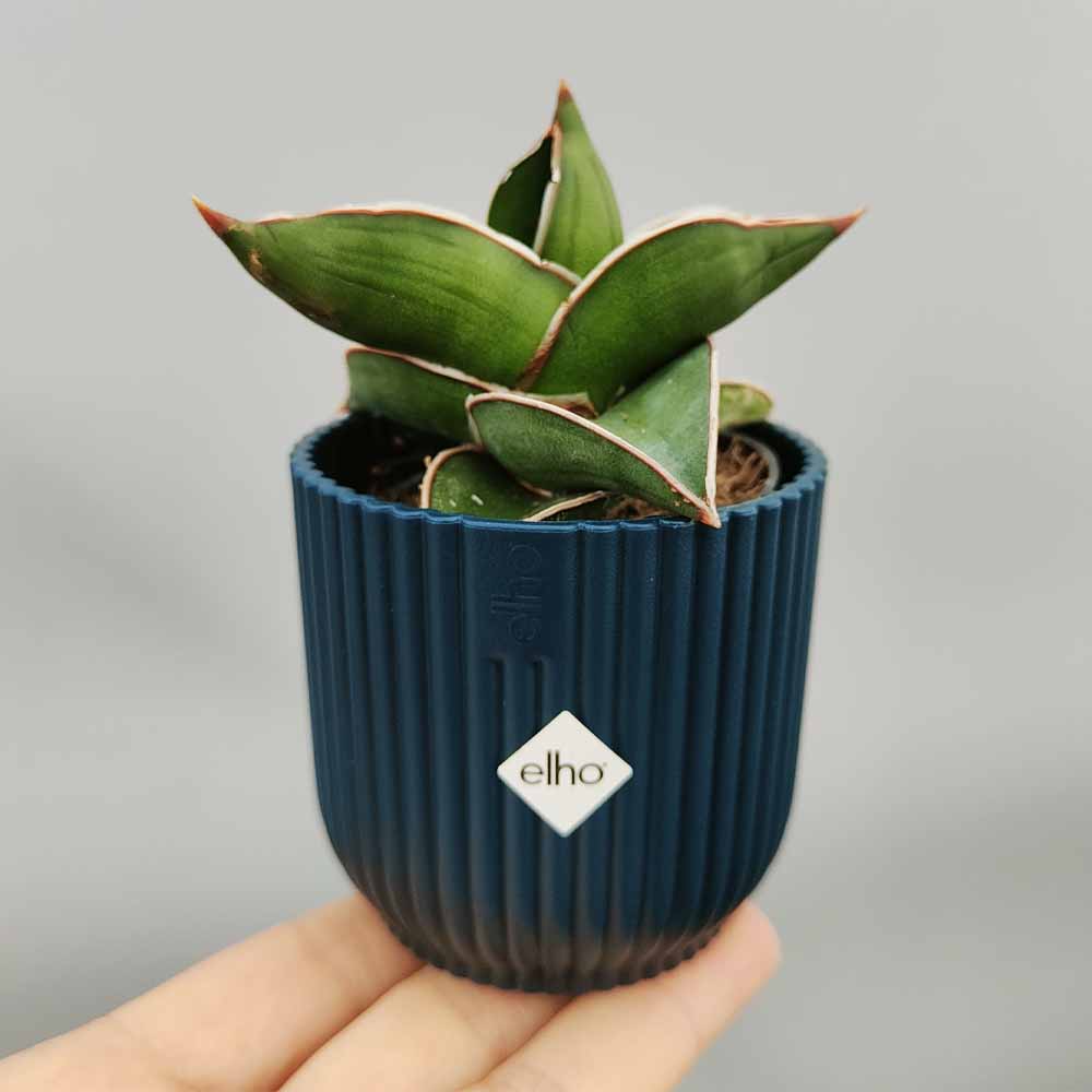 sansevieria samurai vaso decor blu