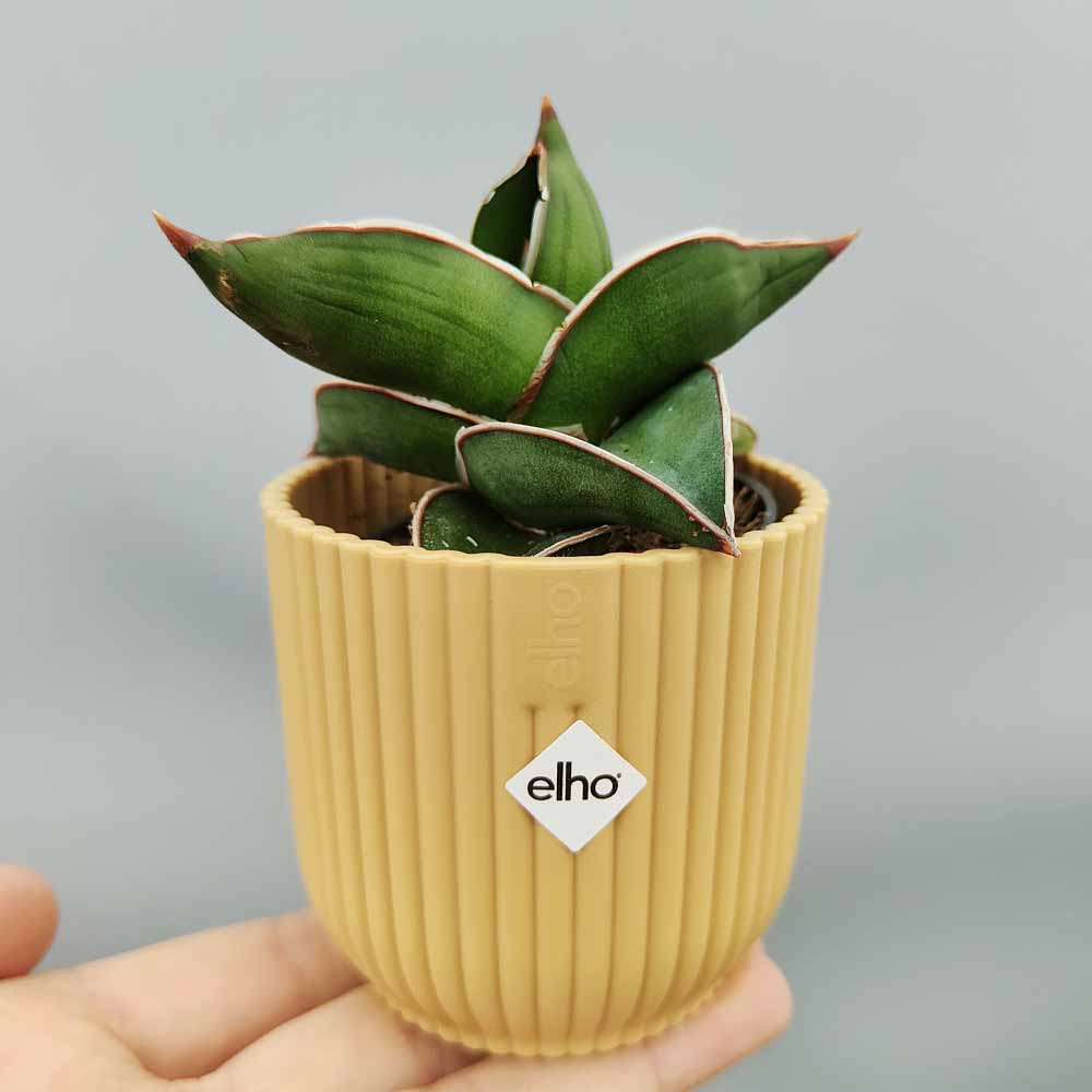 sansevieria samurai vaso decor giallo