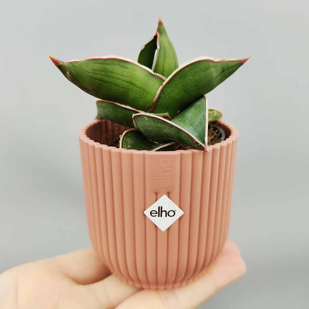 sansevieria samurai vaso decor rosa