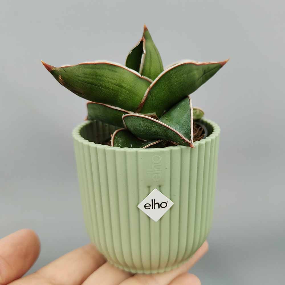 sansevieria samurai vaso decor verde