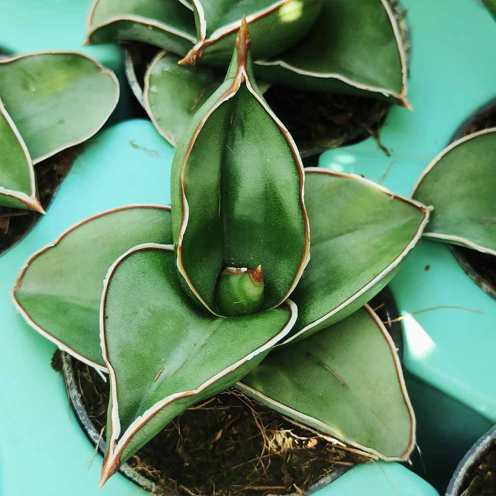 sansevieria samurai