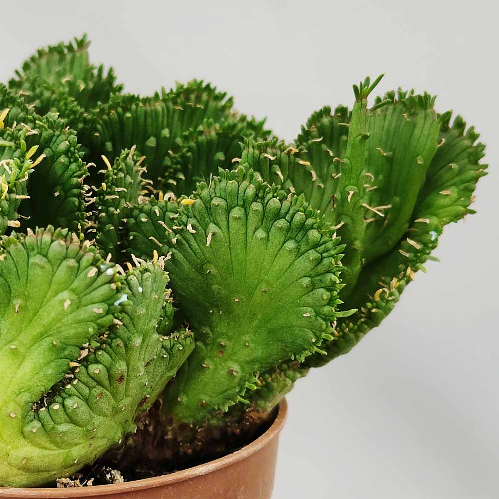 Euphorbia Pugniformis Crestata PIANTA