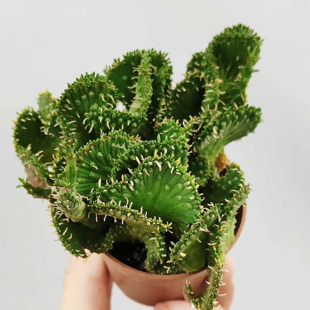 Euphorbia Pugniformis Crestata