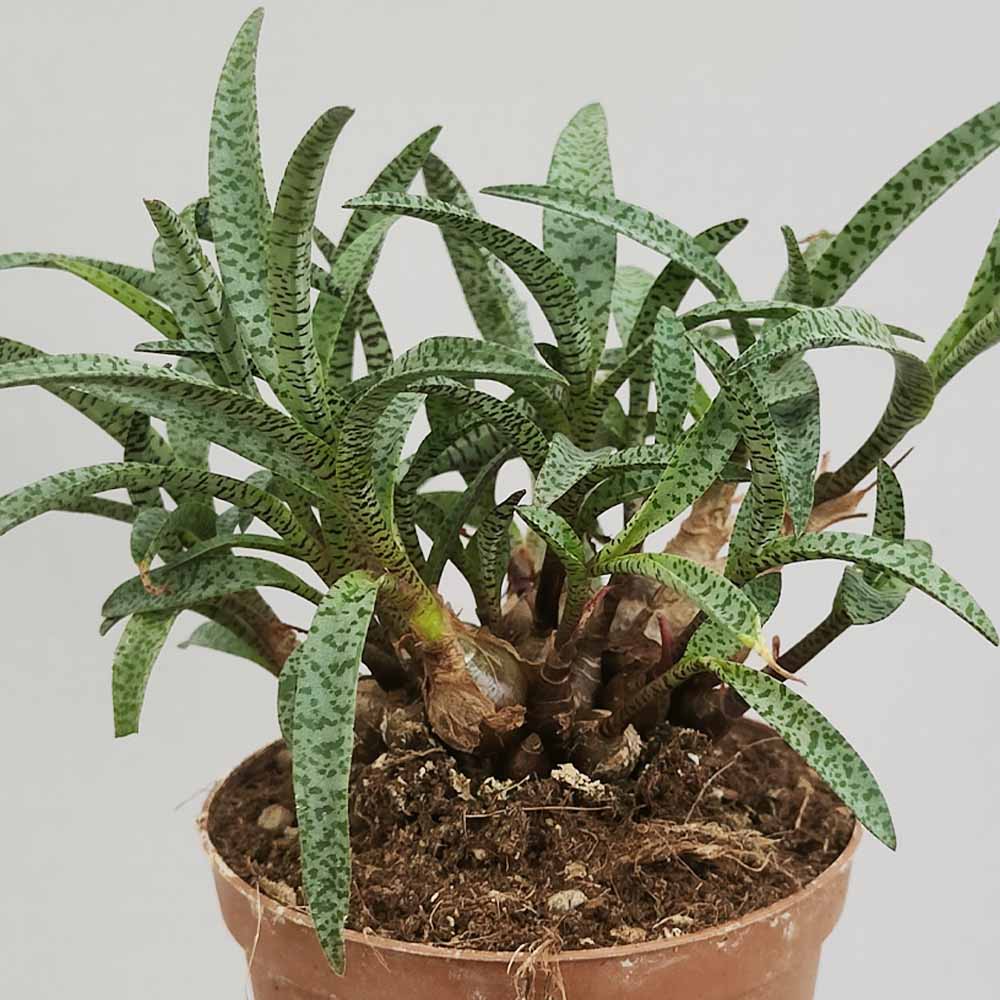 Ledebouria socialis pianta
