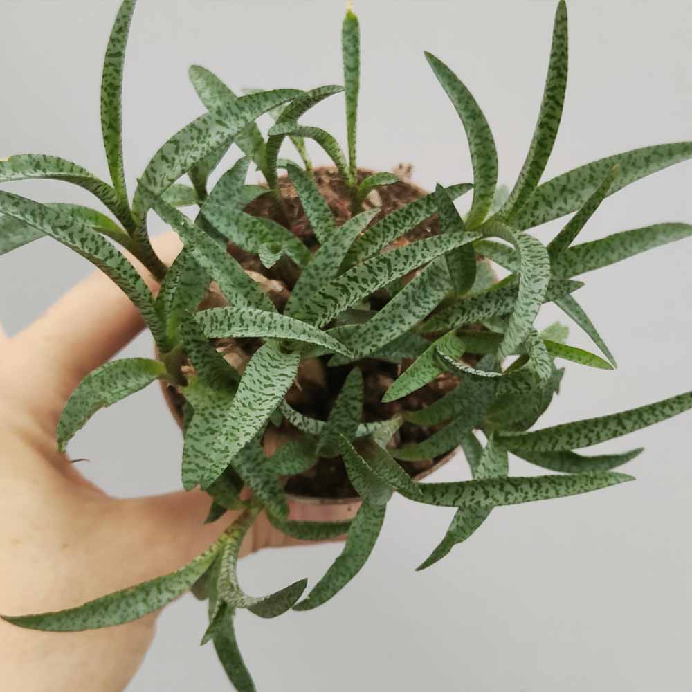 Ledebouria socialis