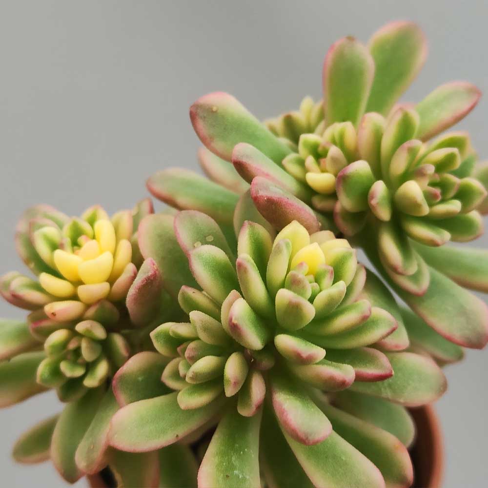 Sedum Joyce Tulloch