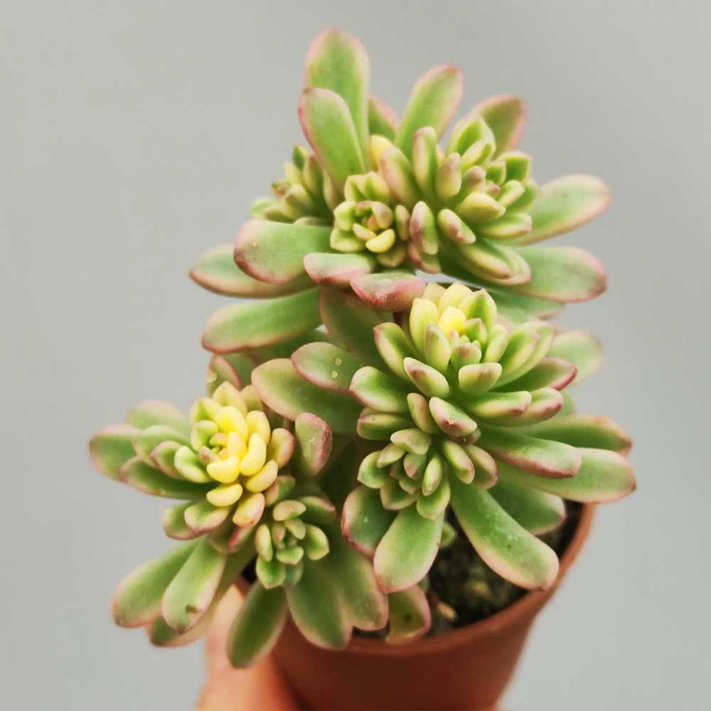 Sedum Joyce Tulloch Variegata