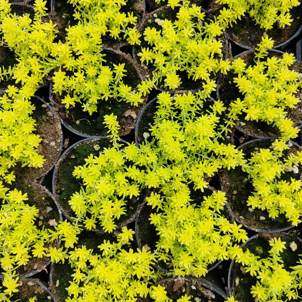 Sedum japonicum 'Tokyo Sun' pianta