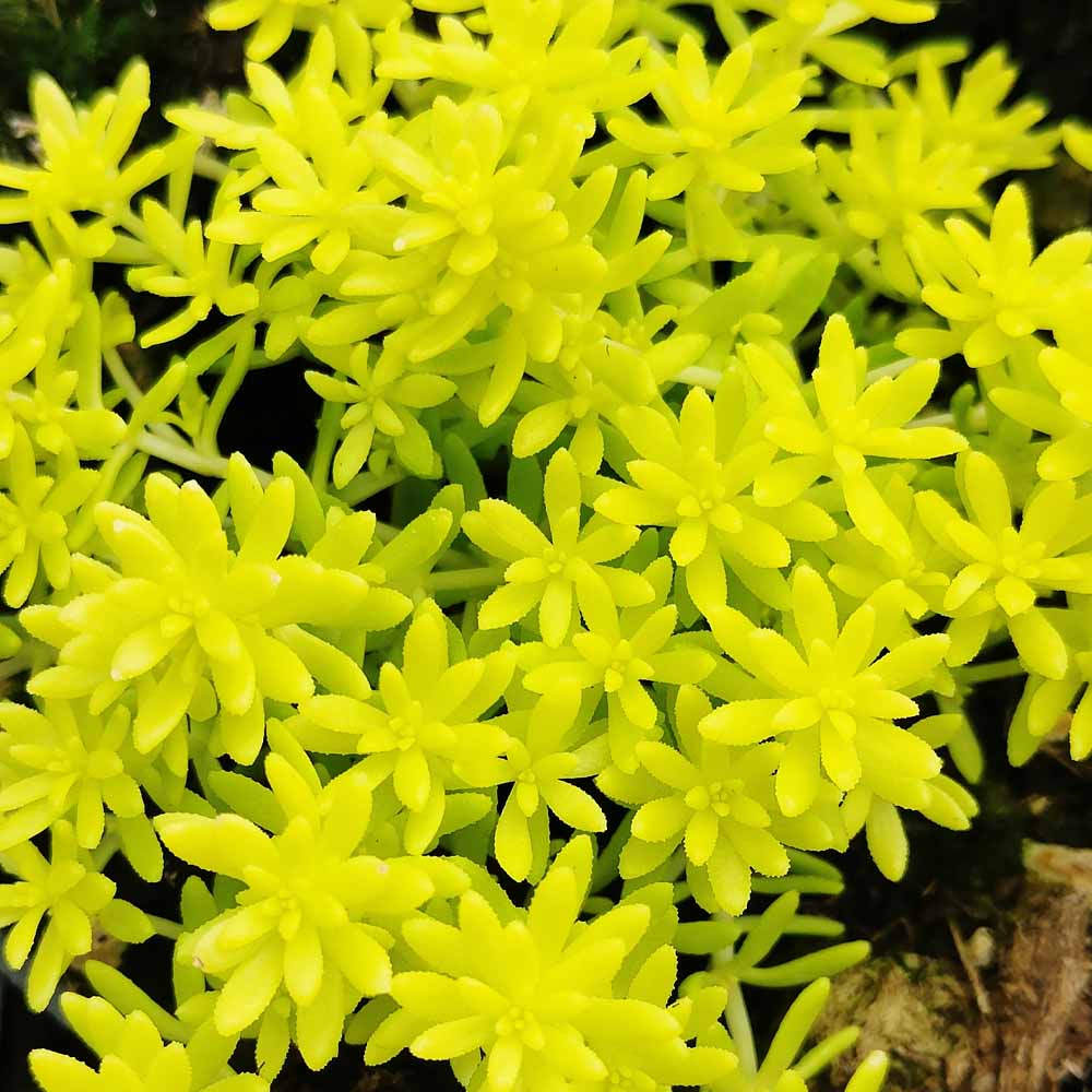 Sedum japonicum 'Tokyo Sun'