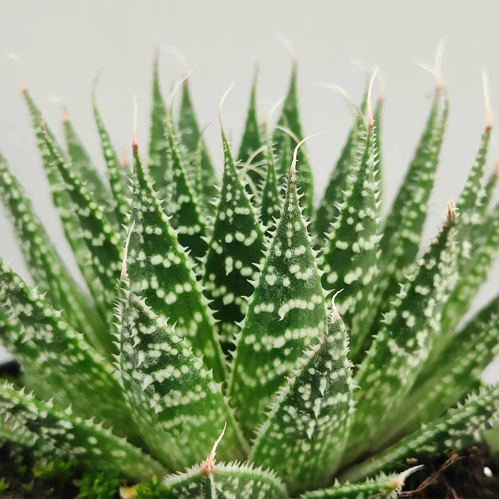 aloe aristata pianta grassa