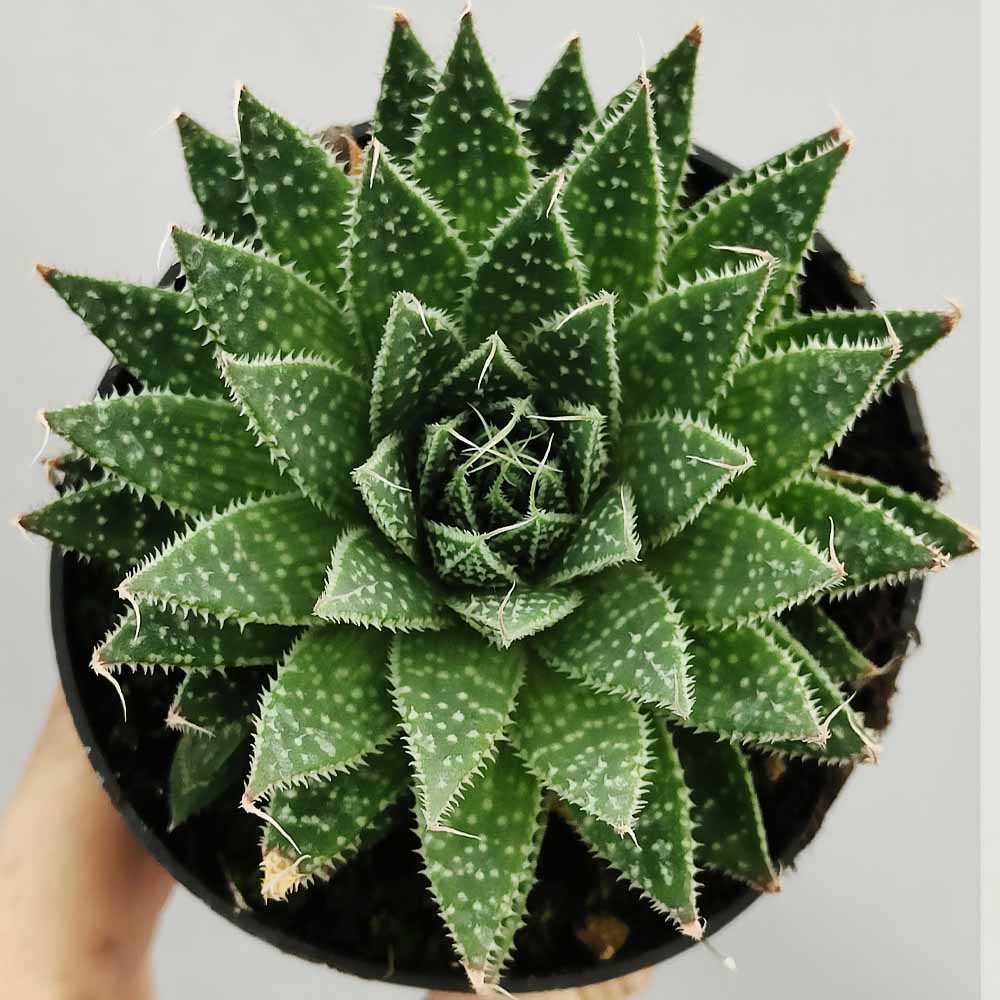 aloe aristata pianta