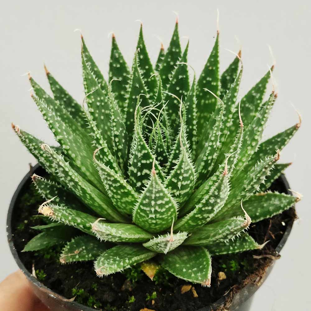aloe aristata
