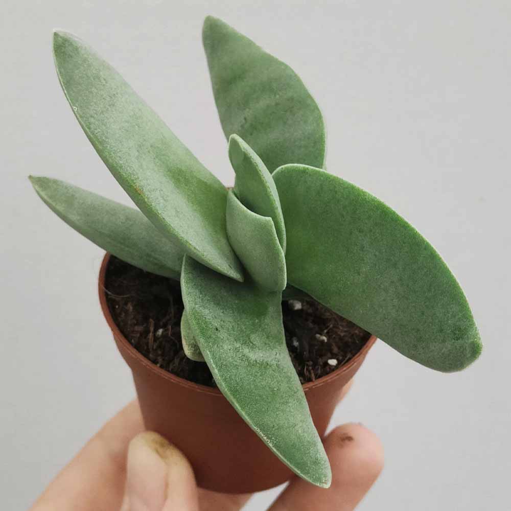 crassula falcata pianta grassa
