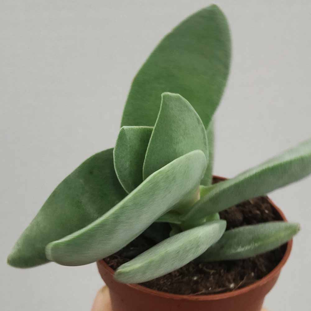 crassula falcata pianta