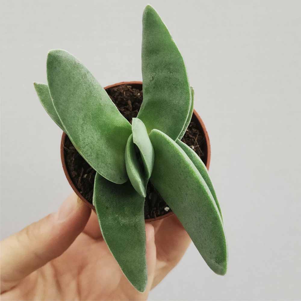 crassula falcata