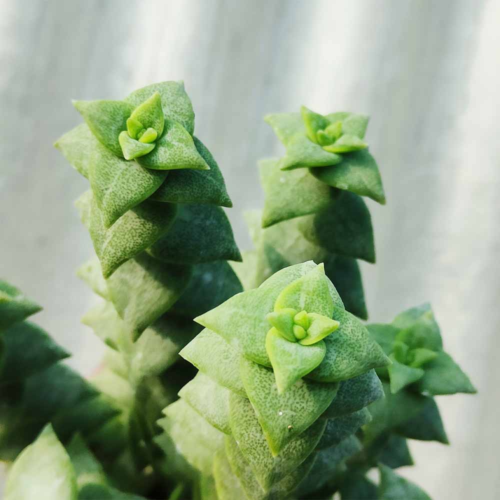 crassula perforata pianta