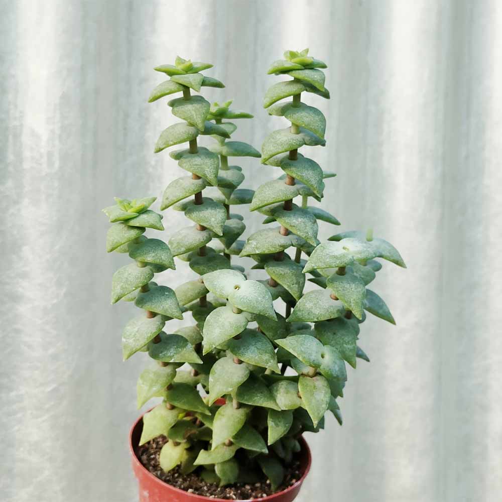 crassula perforata