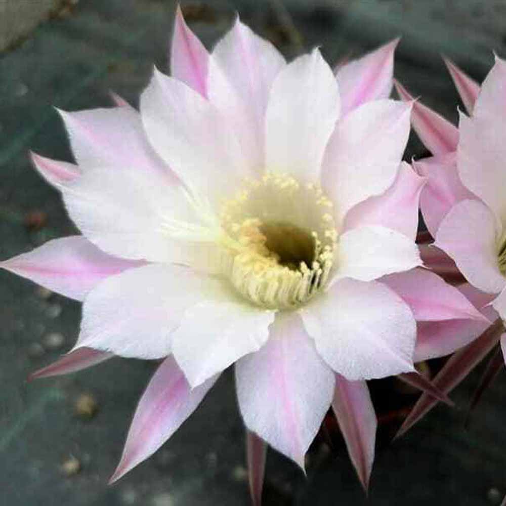 echinopsis eyriesii fiore