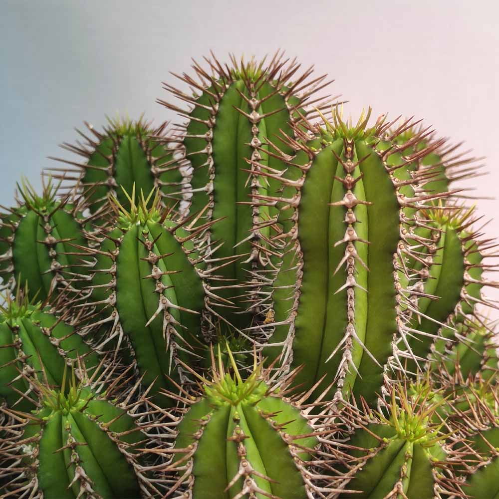 euphorbia fruticosa pianta
