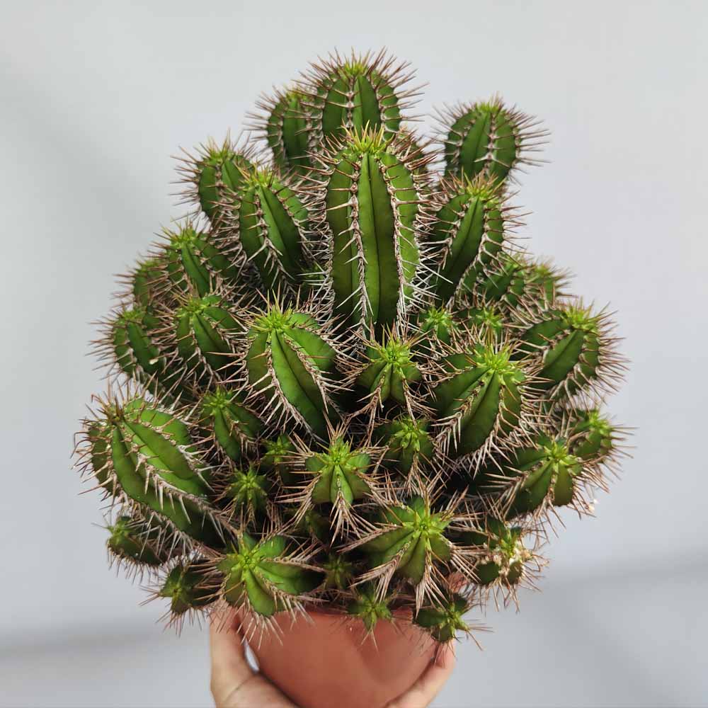 euphorbia fruticosa