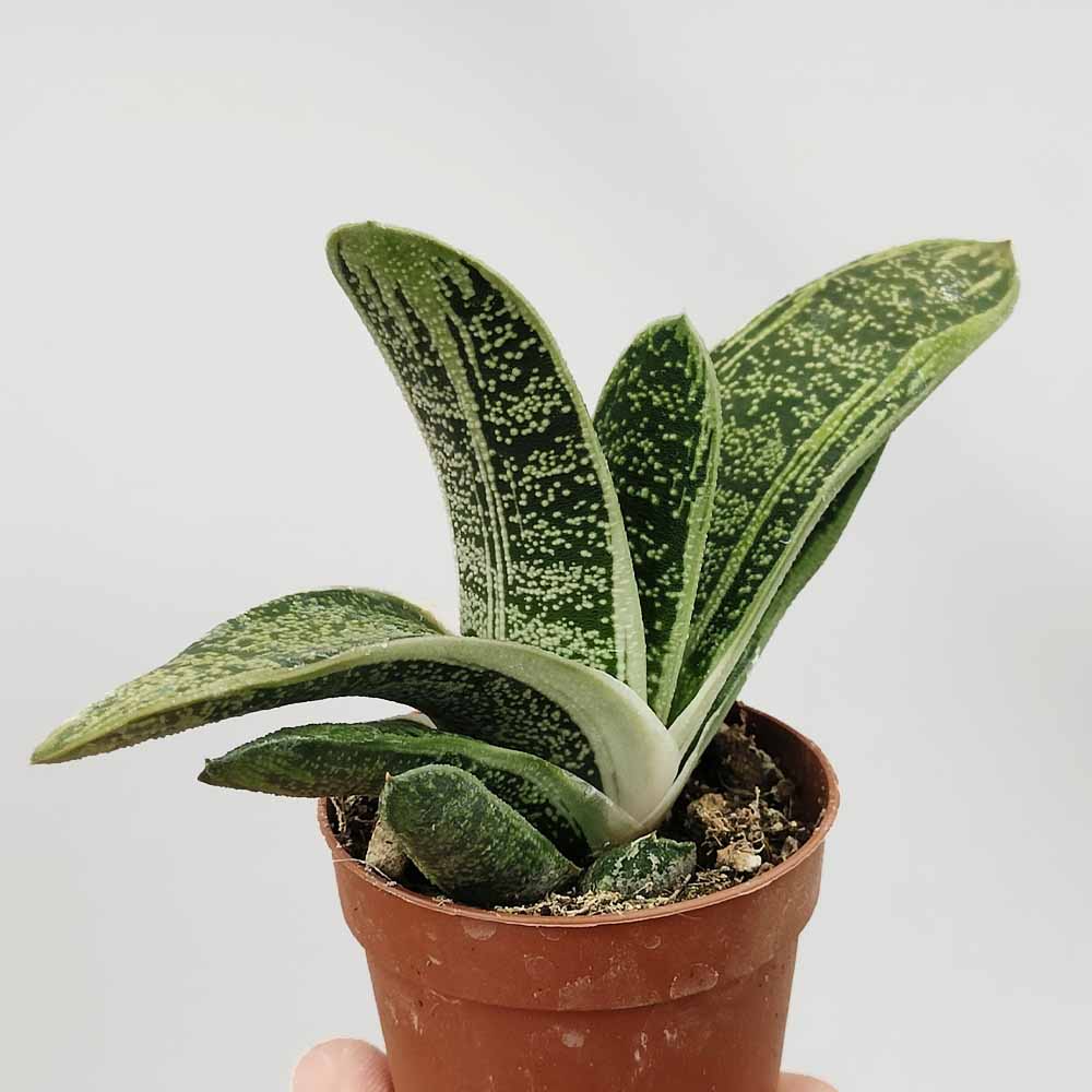 gasteria little warty pianta