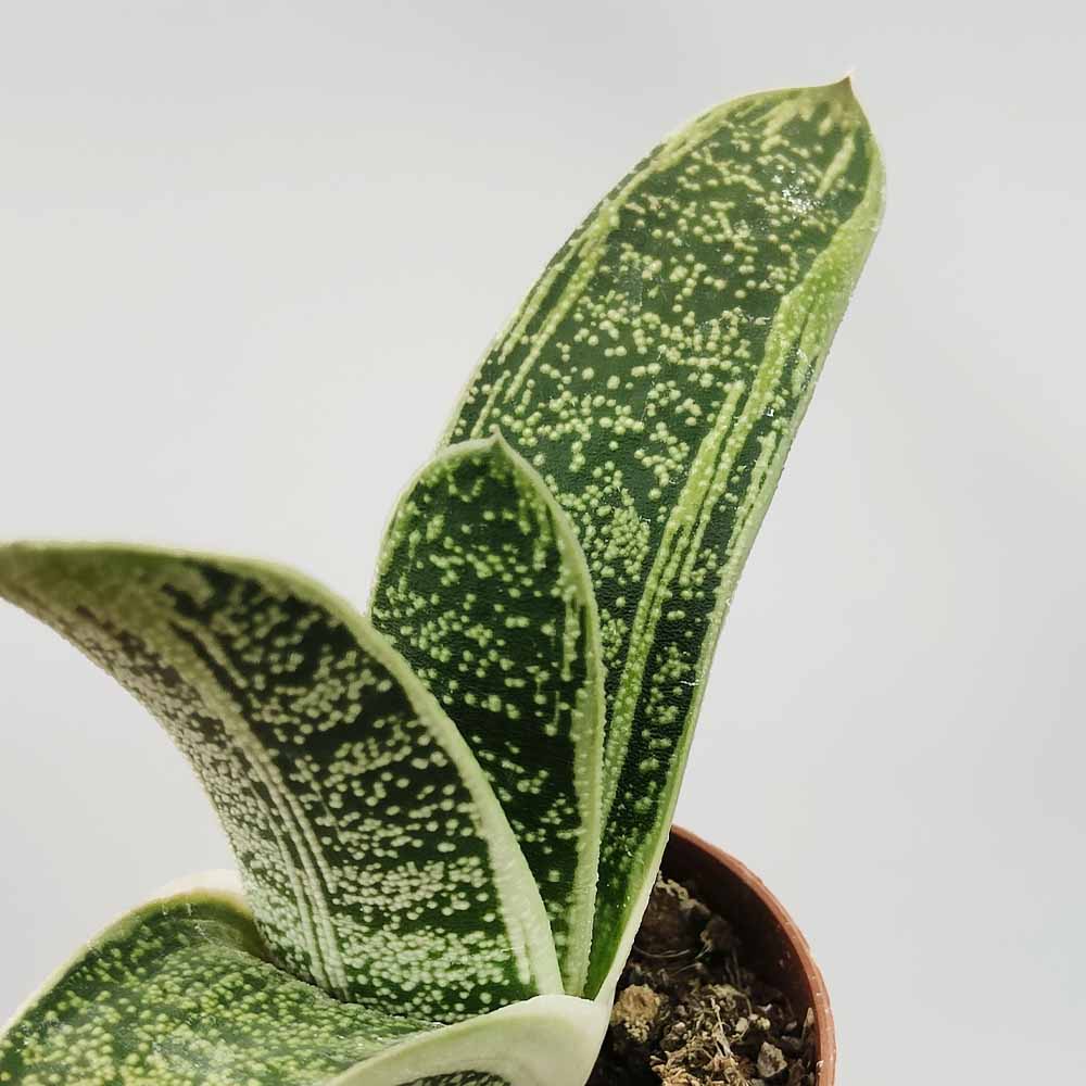 gasteria little warty succulente
