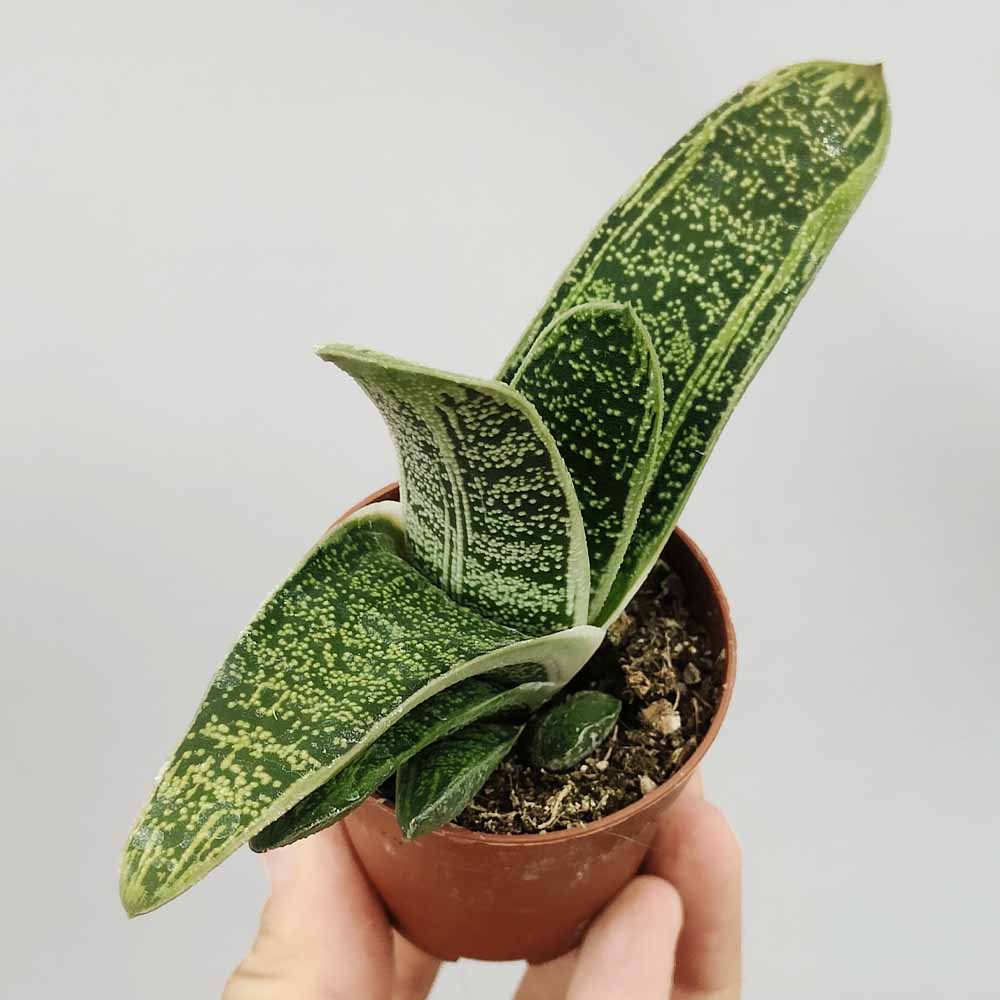 gasteria little warty