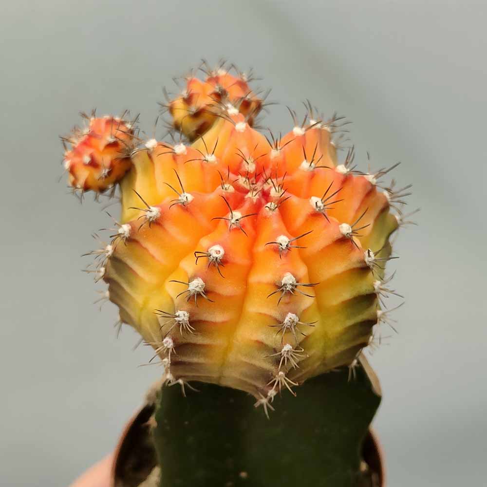 gymnocalycium hibotan marmorizzato
