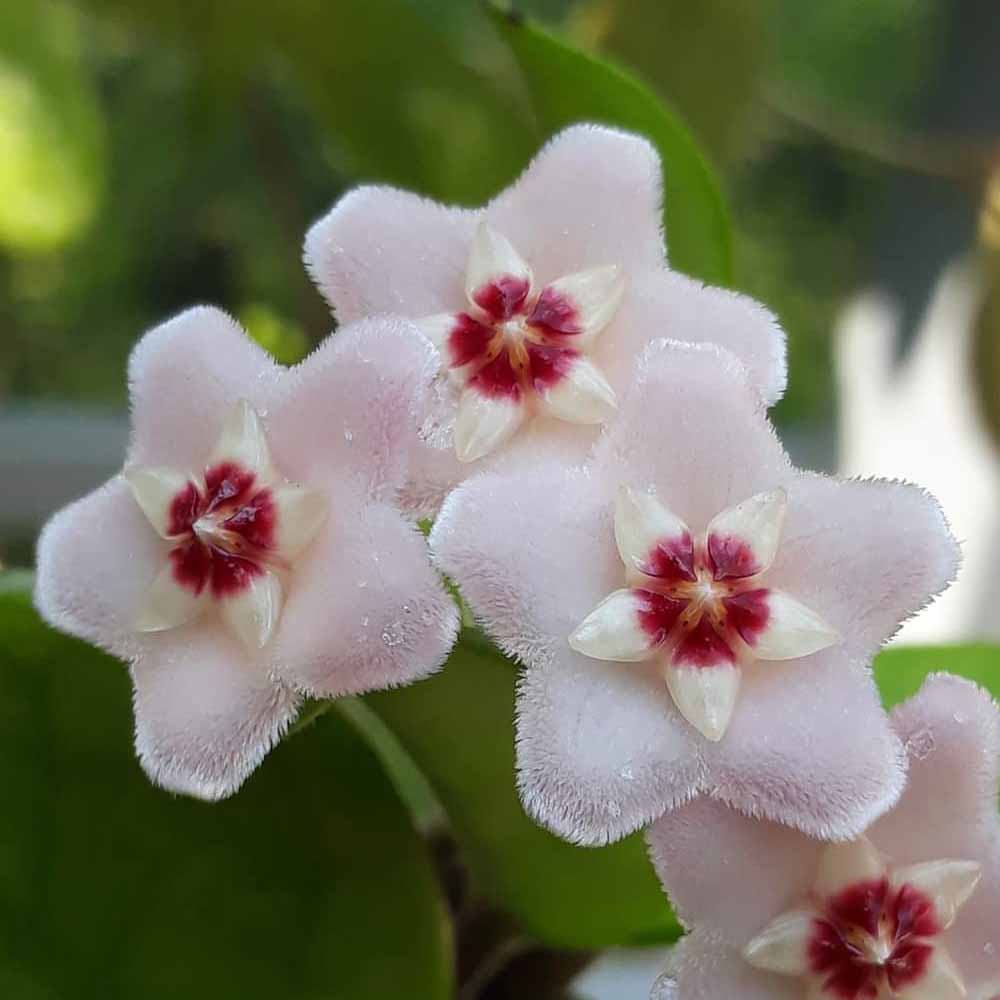 hoya carnosa fiore