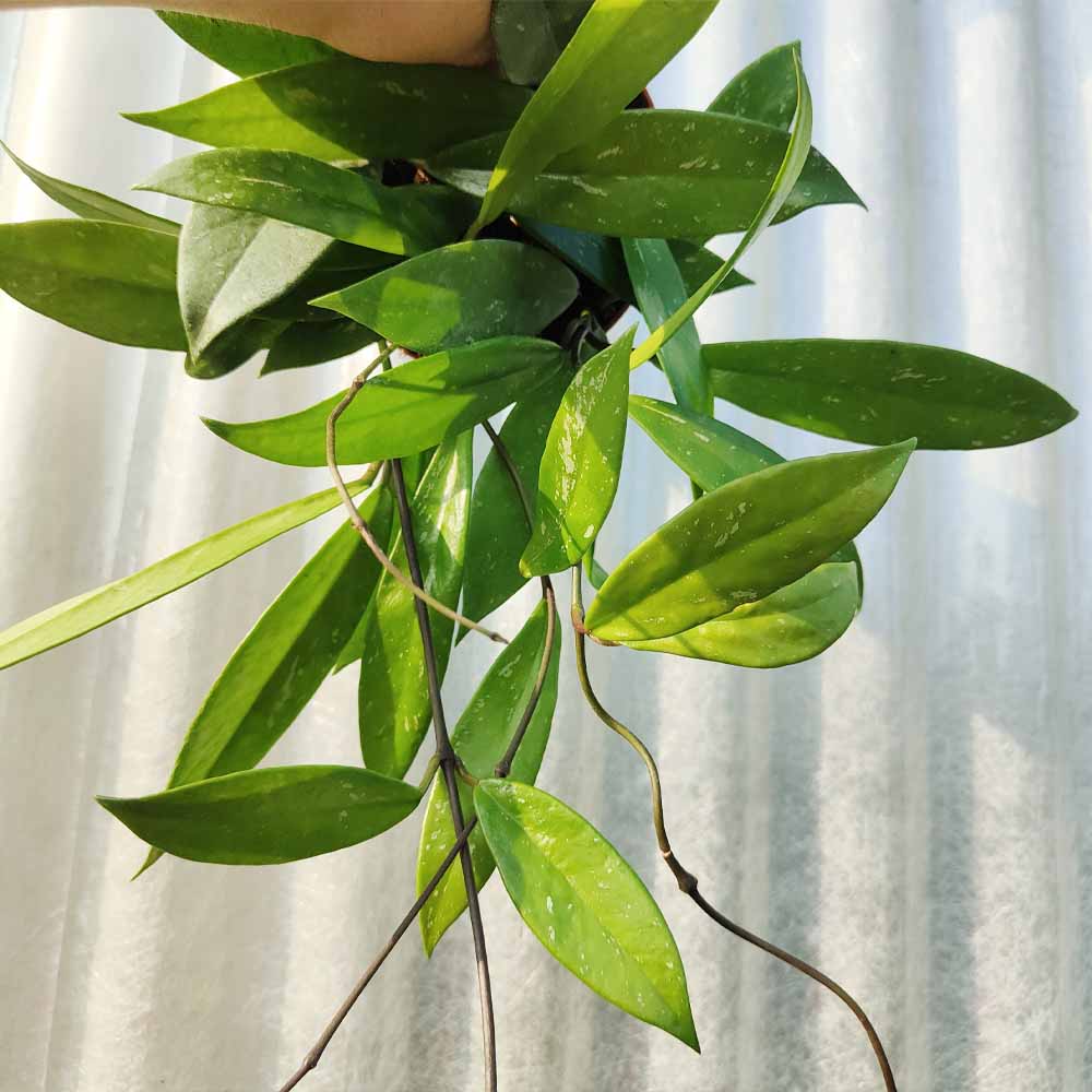 hoya carnosa