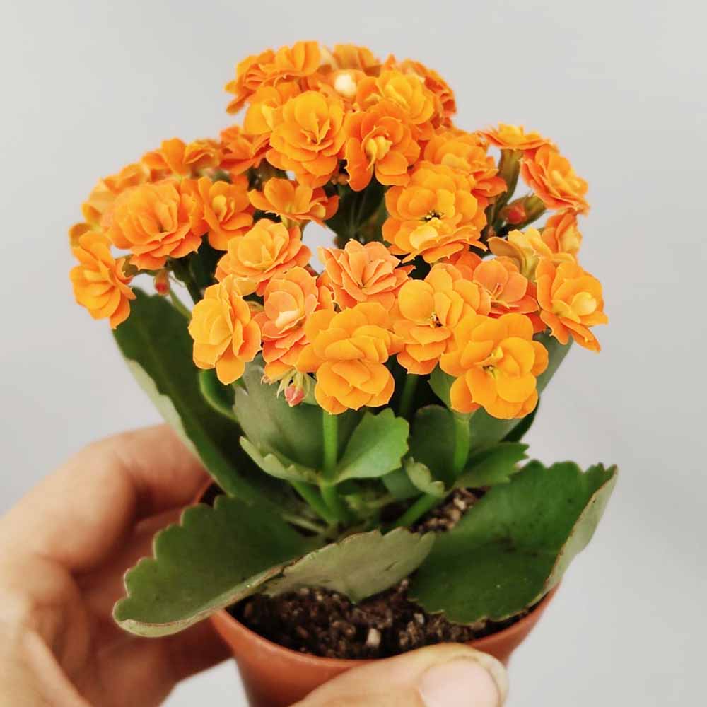 kalanchoe blossfeldiana arancio