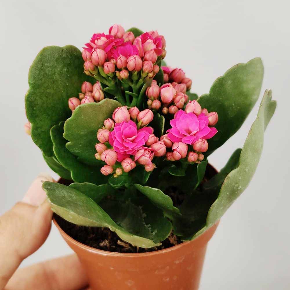 kalanchoe blossfeldiana fuxia