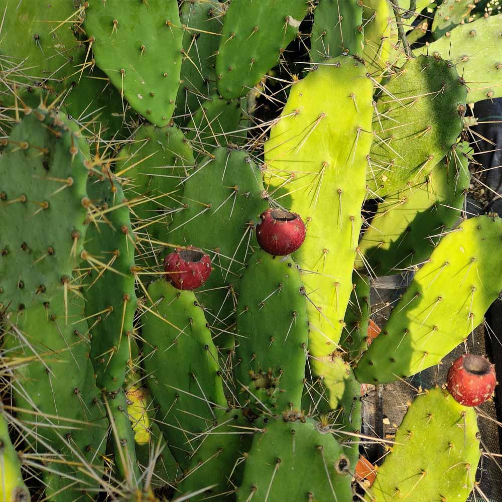 opuntia vulgaris frutto