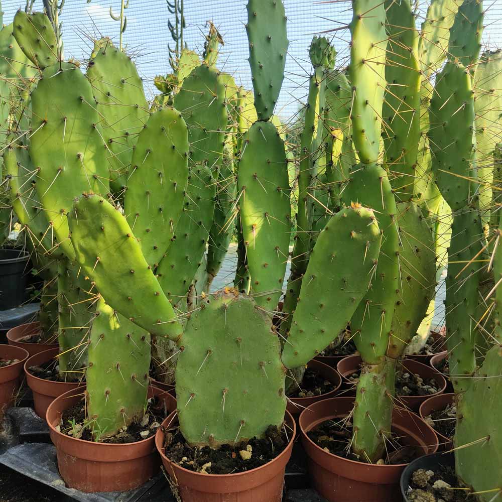 opuntia vulgaris